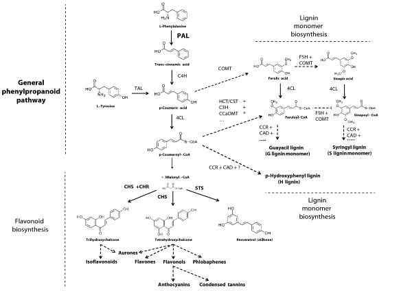 Diferencia entre flavonoides e isoflavonoides