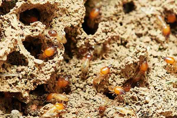 Perbedaan antara semut terbang dan rayap