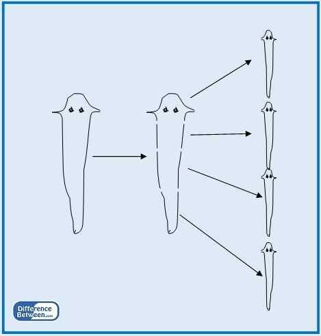 Diferencia entre fragmentación y regeneración