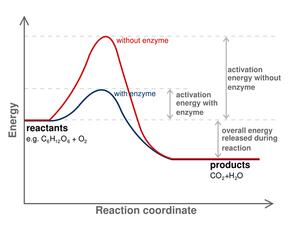 Différence entre l'énergie libre et l'énergie d'activation