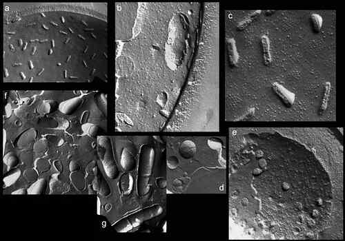 Différence entre la fracture de gel et la gravure du gel