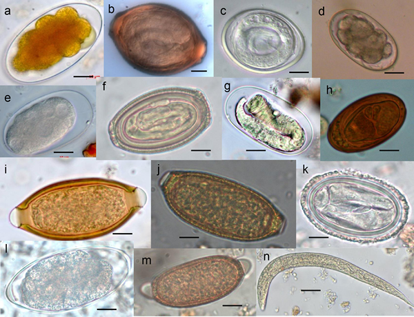 Différence entre les champignons et les parasites