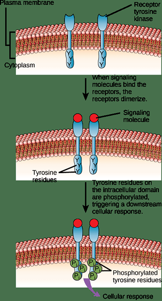 Différence entre les récepteurs liés aux protéines G et les récepteurs liés aux enzymes