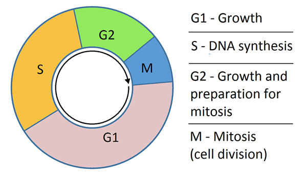 Différence entre G1 et G2 Phase du cycle cellulaire