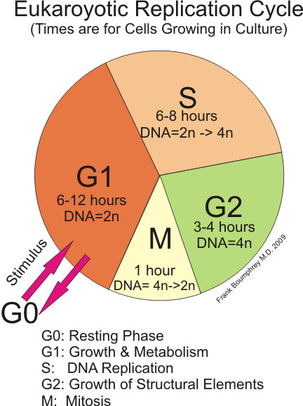 Différence entre G1 G2 et S phase