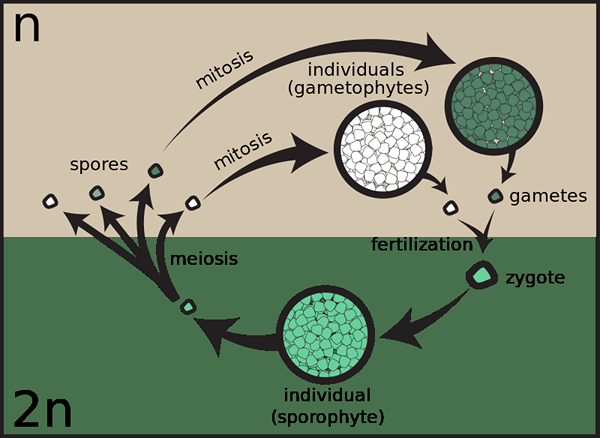 Perbedaan antara gametic sporic dan meiosis zygotic