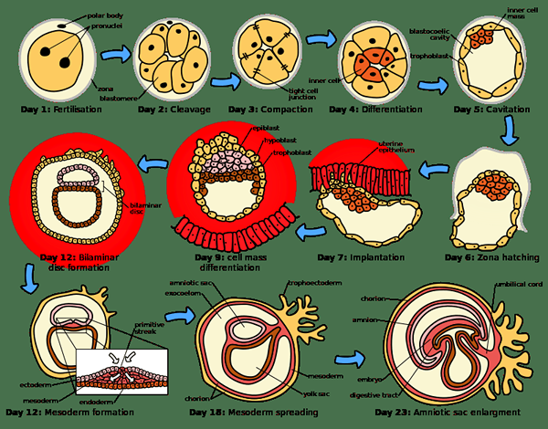 Diferencia entre gametogénesis y embriogénesis