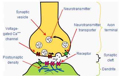 Perbedaan antara ganglion dan sinaps