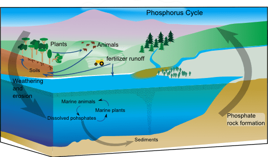 Diferencia entre ciclos biogeoquímicos gaseosos y sedimentarios