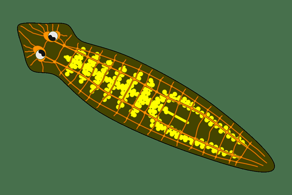 Unterschied zwischen Gastrovaskulärhöhle und Verdauungskanal