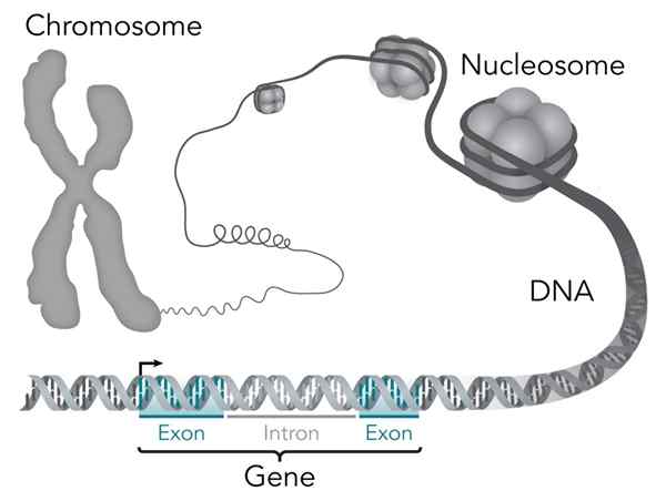 Perbezaan antara gen dan alel