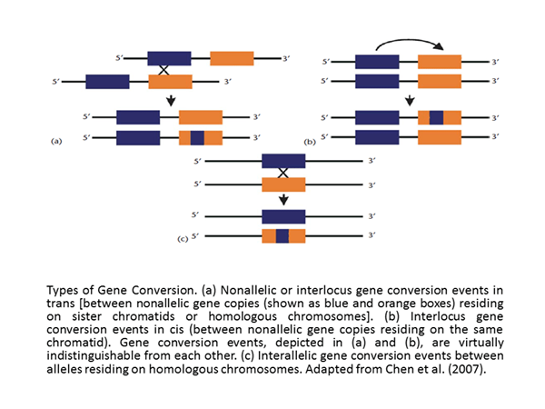 Diferencia entre la conversión de genes y el crossover