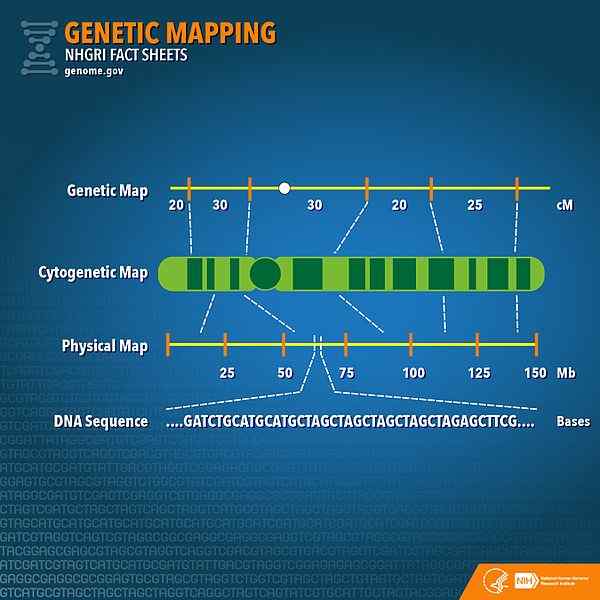 Diferencia entre el mapeo génico y la secuenciación de genes