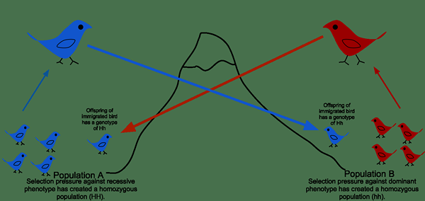 Diferencia entre la migración génica y la deriva genética