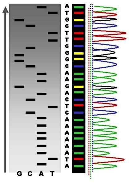 Perbedaan antara sekuensing gen dan sidik jari DNA