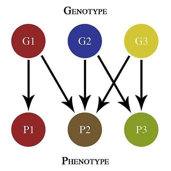 Perbedaan antara genotipe dan kelompok darah
