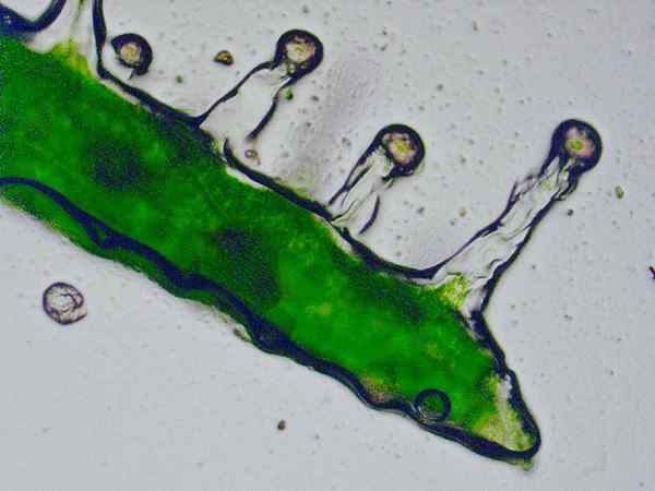 Perbezaan antara trichomes kelenjar dan bukan kelenjar