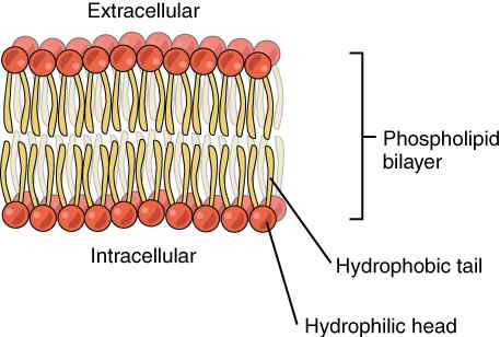 Perbedaan antara glikolipid dan fosfolipid