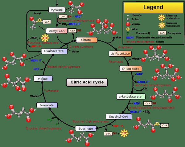 Diferencia entre la glucólisis del ciclo Krebs y la cadena de transporte de electrones