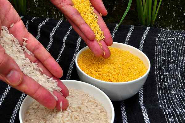 Perbezaan antara nasi emas dan nasi biasa