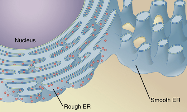 Diferencia entre el retículo endoplásmico granular y agranular