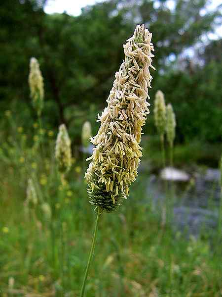 Différence entre l'herbe et le carex