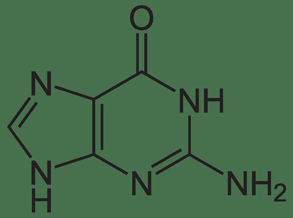 Perbedaan antara guanin dan guanosin