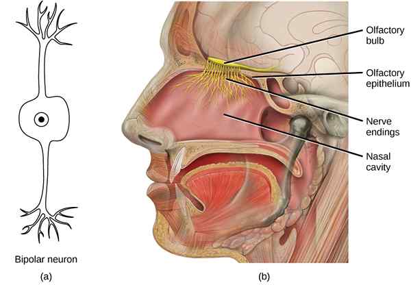 Perbezaan antara reseptor gustatory dan reseptor penciuman