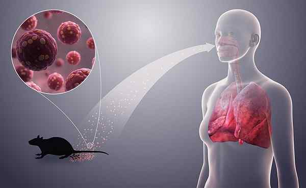 Unterschied zwischen Hantavirus und Coronavirus