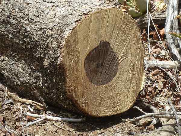 Perbezaan antara kayu jantung dan sapwood