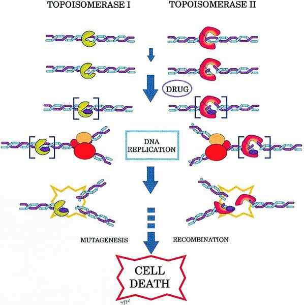 Différence entre l'hélicase et la topoisomérase