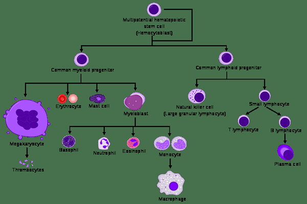 Différence entre l'hématopoïèse et l'hémocytoblaste