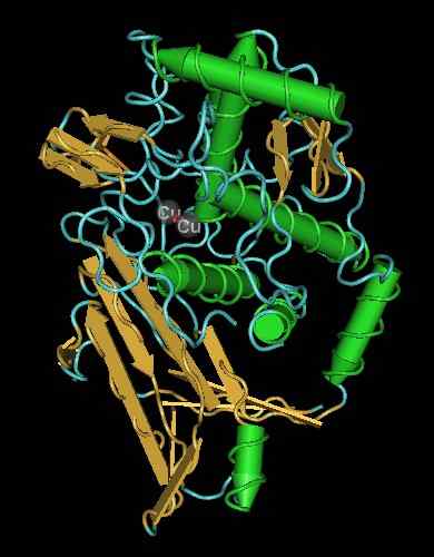 Différence entre l'hémocyanine et l'hémoglobine