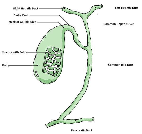 Différence entre la bile hépatique et la bile de la vésicule biliaire