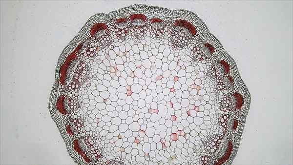 Différence entre le monocot herbacé et les tiges de dicottes herbacés