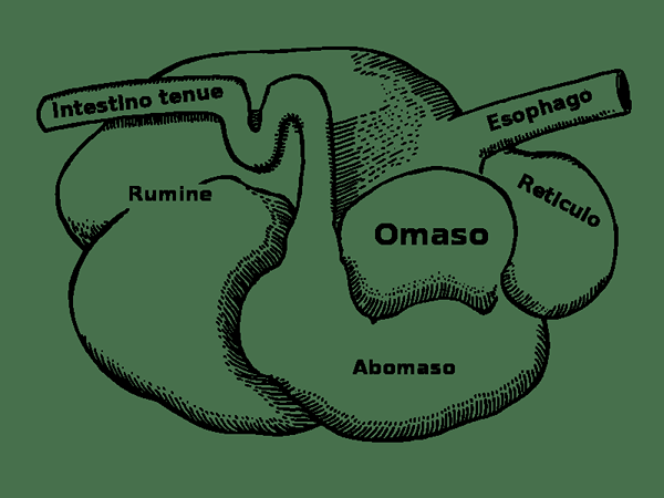 Diferencia entre herbívoros y carnívoros Sistema digestivo