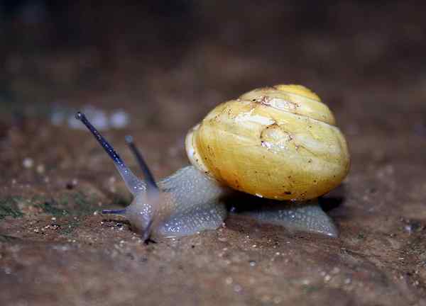 Unterschied zwischen Hermaphrodit und Pseudohermaphrodit