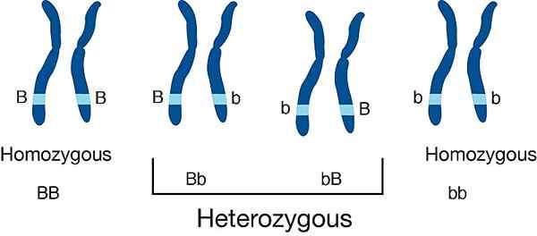 Diferencia entre individuos heterocigotos y homocigotos