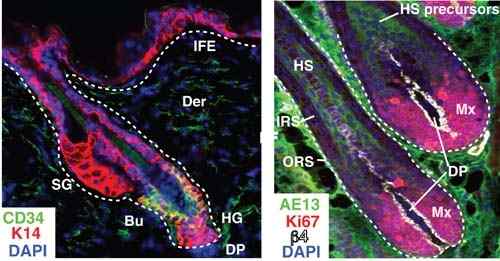 Perbezaan antara histogenesis dan morfogenesis