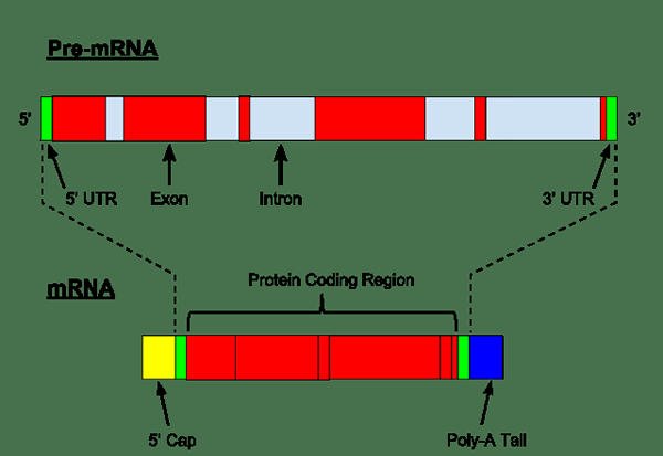 Perbedaan antara hnrna dan mRNA