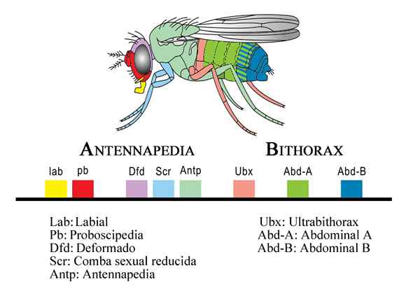 Diferencia entre los genes homeobox y Hox