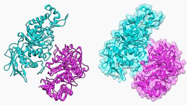 Perbezaan antara homodimer dan heterodimer