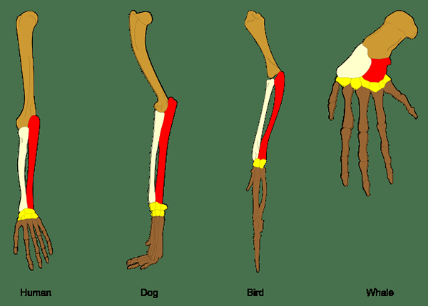 Différence entre les structures homologues et analogues