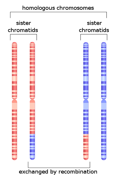 Différence entre la recombinaison homologue et la recombinaison spécifique au site