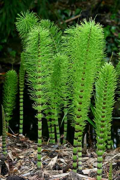 Perbedaan antara pteridophytes homosporous dan heterosporous