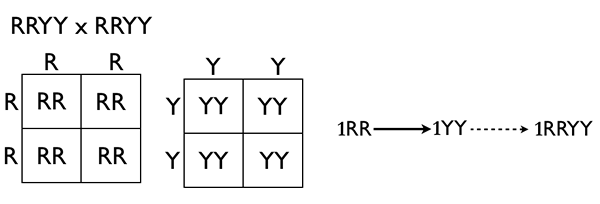 Perbezaan antara homozigot dan hemizygous