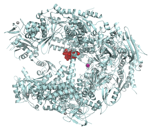 Unterschied zwischen Hydrolase und Transferase