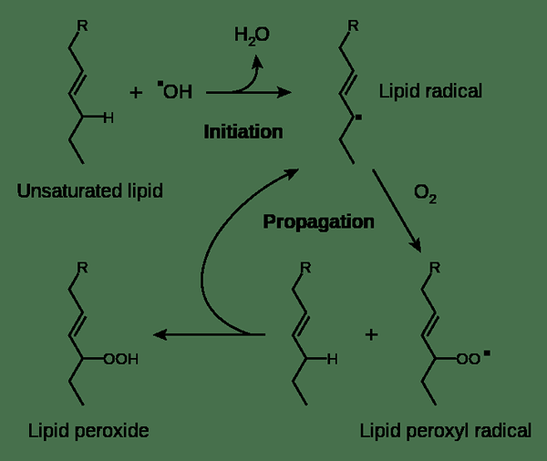 Perbedaan antara tengik hidrolitik dan oksidatif