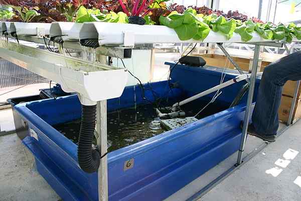 Perbezaan antara hidroponik dan aquaponics