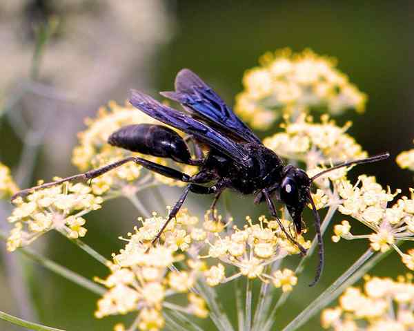 Perbezaan antara Hymenoptera dan Diptera